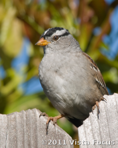 Vista Focus - Sparrow photographed with Telescopic Lens